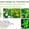 Plantes riche en calcium