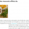 lentilles